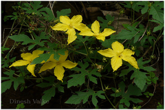 Momordica dioica